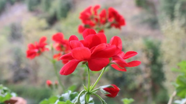 pelargonium red color