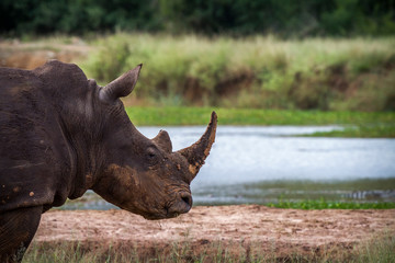Obraz premium Southern white rhinoceros in Kruger National park, South Africa