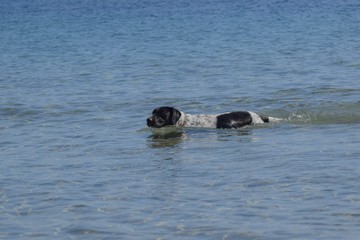 Swimming Big Dog, seaside, beach 