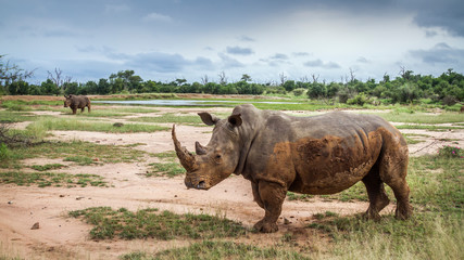 Obraz premium Southern white rhinoceros in Kruger National park, South Africa