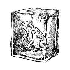 Ink drawn illustration with frog freezes in an ice cube.