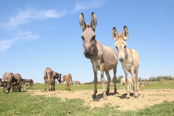 Herd of wild donkeys graze on pasture