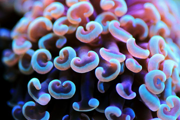 Euphyllia ancora (Hammer coral) is a species of hard coral in the family Euphylliidae.