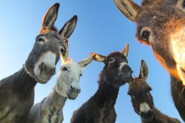Fotobehang Portret van vijf nieuwsgierige grappige ezels © Geza Farkas