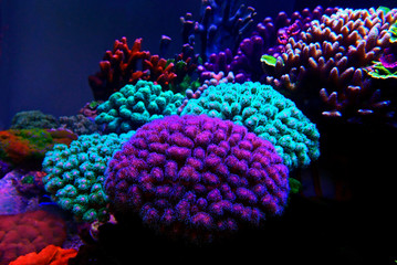 Pocillopora (Pocilloporidae) short polyps stony coral - obrazy, fototapety, plakaty