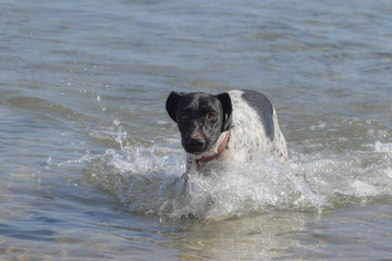 Swimming Big Dog, seaside, beach 