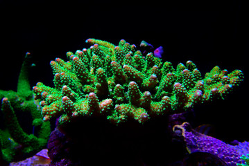 Acropora SPS coral - One of the most beautiful living decoration for saltwater reef aquariums