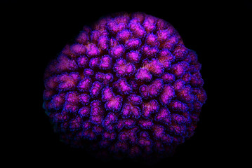 Pocillopora (Pocilloporidae) short polyps stony coral  © Kolevski.V