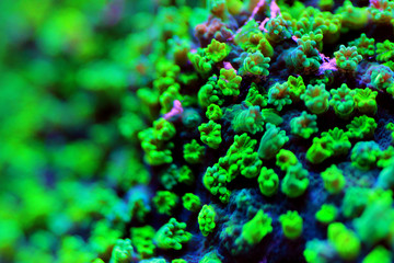 Nuclear green Cyphastrea sp. short polyps coral 