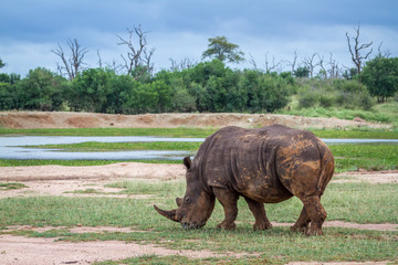 Fototapeta premium Southern white rhinoceros in Kruger National park, South Africa