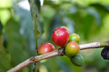 Fresh coffee beans on plant