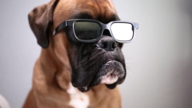 Close up shot on boxer dog wearing  black glasses.