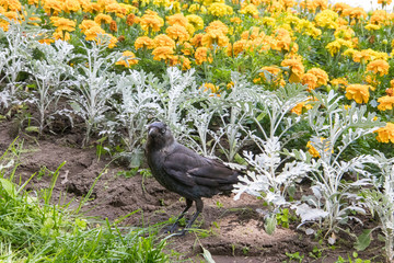 Curious coloeus monedula looks into the camera.