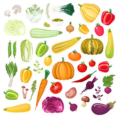 Big collection of colorful vegetables, mushrooms and aromatic herbs.