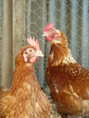 Couple de poules rousses