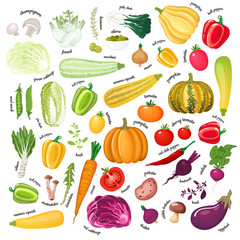 Big collection of colorful vegetables, mushrooms and aromatic herbs with name titles.