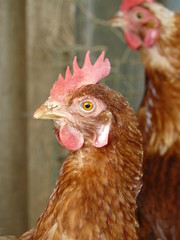 Portrait de poule rousse