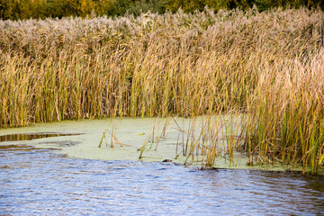 Bulrush, cattail, sedge. Pristine river. Belarusian Polesie. Wind. Autumn. Bright autumn colors. Flowing water. Wind on the river. Wild nature.