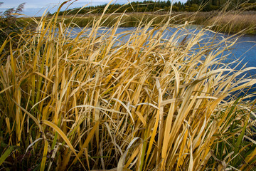 Bulrush, cattail, sedge. Pristine river. Belarusian Polesie. Wind. Autumn. Bright autumn colors. Flowing water. Wind on the river. Wild nature.