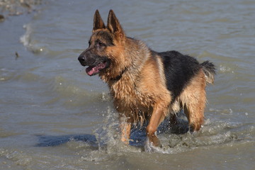 German shepherd dog