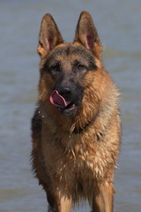 German shepherd dog