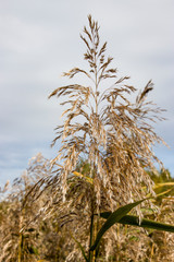 Bulrush, cattail, sedge. Pristine river. Belarusian Polesie. Wind. Autumn. Bright autumn colors. Flowing water. Wind on the river. Wild nature.