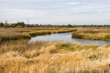 Bulrush, cattail, sedge. Pristine river. Belarusian Polesie. Wind. Autumn. Bright autumn colors. Flowing water. Wind on the river. Wild nature.