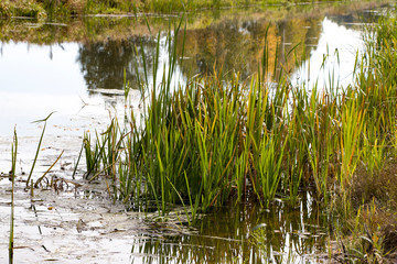 Bulrush, cattail, sedge. Pristine river. Belarusian Polesie. Wind. Autumn. Bright autumn colors. Flowing water. Wind on the river. Wild nature.