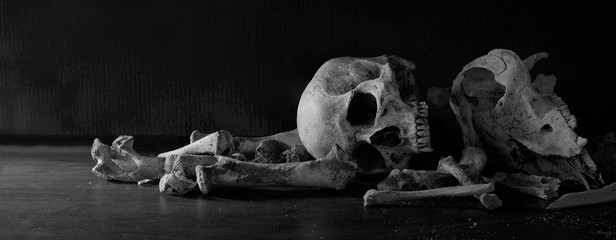 Skulls animal and human with pile of bone in dark background, last of life is death, Still life image and select focus. - obrazy, fototapety, plakaty