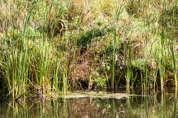 Bulrush, cattail, sedge. Pristine river. Belarusian Polesie. Wind. Autumn. Bright autumn colors. Flowing water. Wind on the river. Wild nature.