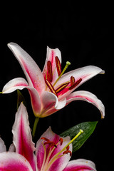 pink lily on black background