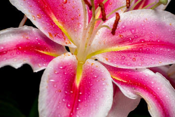pink lily on black background