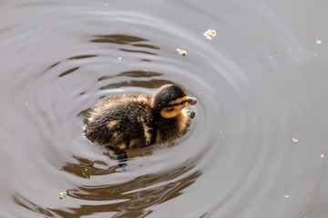 puppy duck swimming in the water