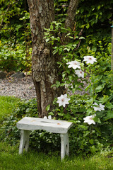 Naklejka premium Clematis