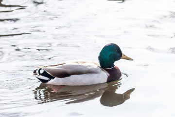 duck swimming in the water