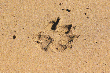 Dogs footprint, sand, background