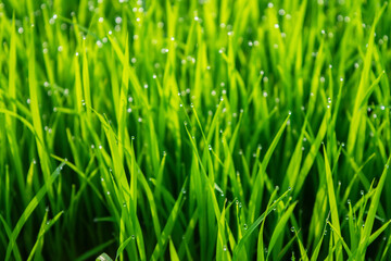 Fototapeta na wymiar Grass with fresh dew, morning sunlight