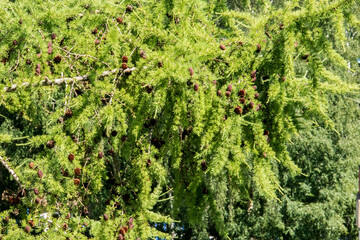 Uglich. Yaroslavl region. The Uglich Kremlin. Larch branches with cones in the sun