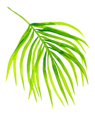coconut tree branch isolated on white background, watercolor tropical leaf.
