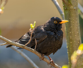 blackbird on a branch