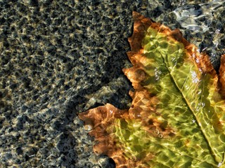 withered maple leaves in the water,autumn