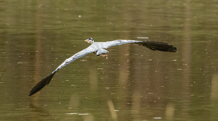 heron flying away