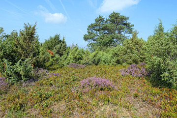 Fototapeta na wymiar heather blossom landscape in Eifel region in Germany.