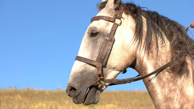 Horseman starts moving. Man pulls the reins. Off we go. Run, baby, run.