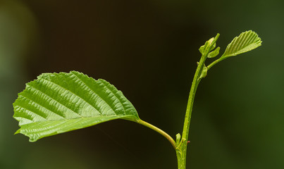 tip of a twig with first leaves