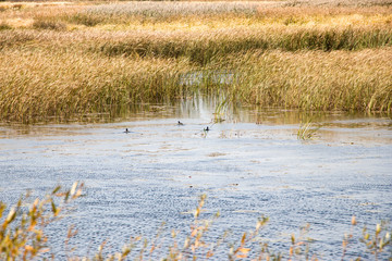 Bulrush, cattail, sedge. Pristine river. Belarusian Polesie. Wind. Autumn. Bright autumn colors. Flowing water. Wind on the river. Wild nature.