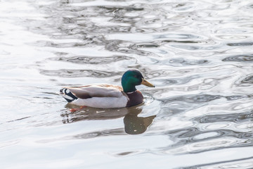 Obraz premium duck swimming in the water