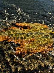 withered maple leaves in the water,autumn