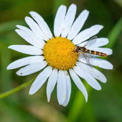 marmalade hoverfly on daisy flower