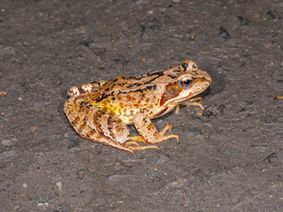 frog sitting on mud